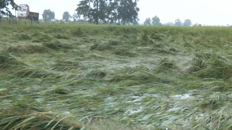 India News | Chhattisgarh: Harvest-ready Paddy Crops Damaged Due to Unseasonal Rainfall Brought by Cyclone Arnab, Farmers Worry over Loans
