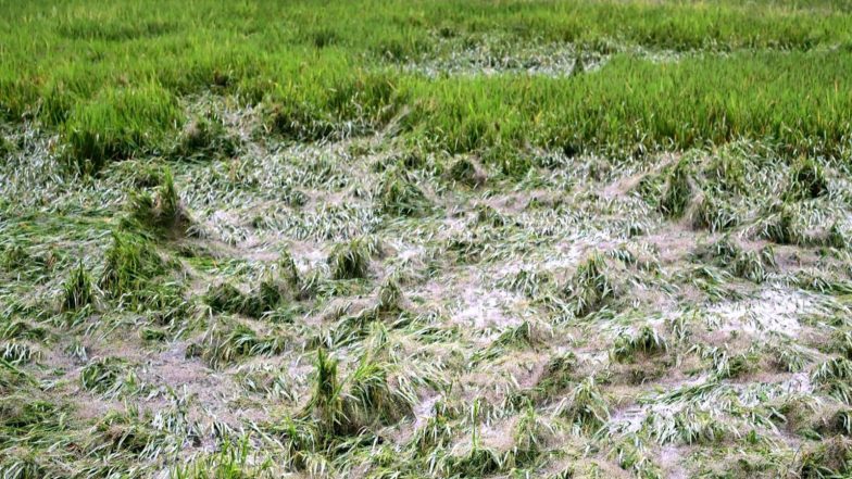 India News | Cyclonic Storm Arnab Adds to Farmers' Woes in Chhattisgarh