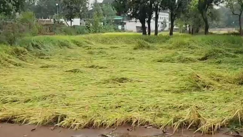 India News | Chhattisgarh: Paddy Crops Damaged in Gaurela-Pendra-Marwahi District Due to Unseasonal Rainfall Brought by Cyclone Arnab, Farmers Seek Compensation