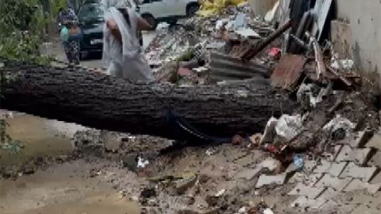 India News | Tree Uprooted in Gurugram's Sector 46 After Continuous Rainfall; Power Supply Disrupted Since 9 PM
