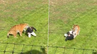 UK: Man Seriously Injured After Entering Tiger Enclosure at Yorkshire Wildlife Park