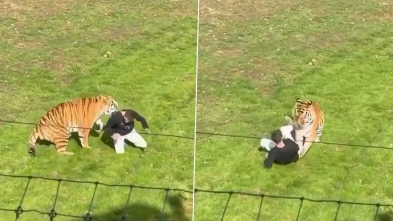 UK: Man Seriously Injured After Entering Tiger Enclosure at Yorkshire Wildlife Park