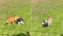 UK: Man Seriously Injured After Entering Tiger Enclosure at Yorkshire Wildlife Park