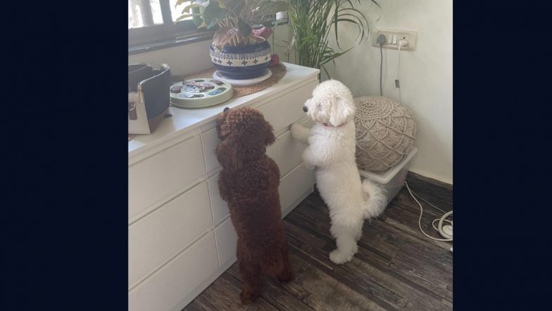 Pacey and Dino: Award-Winning Dogs Prove Imperfection is the New Perfect.